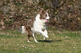 BORDER COLLIE 844